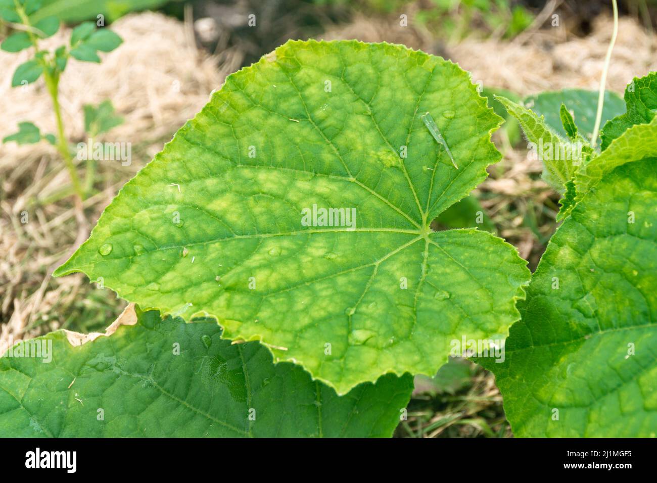 cucumber leaves begin to turn yellow from a lack of minerals during the fruiting period, selective focus Stock Photo
