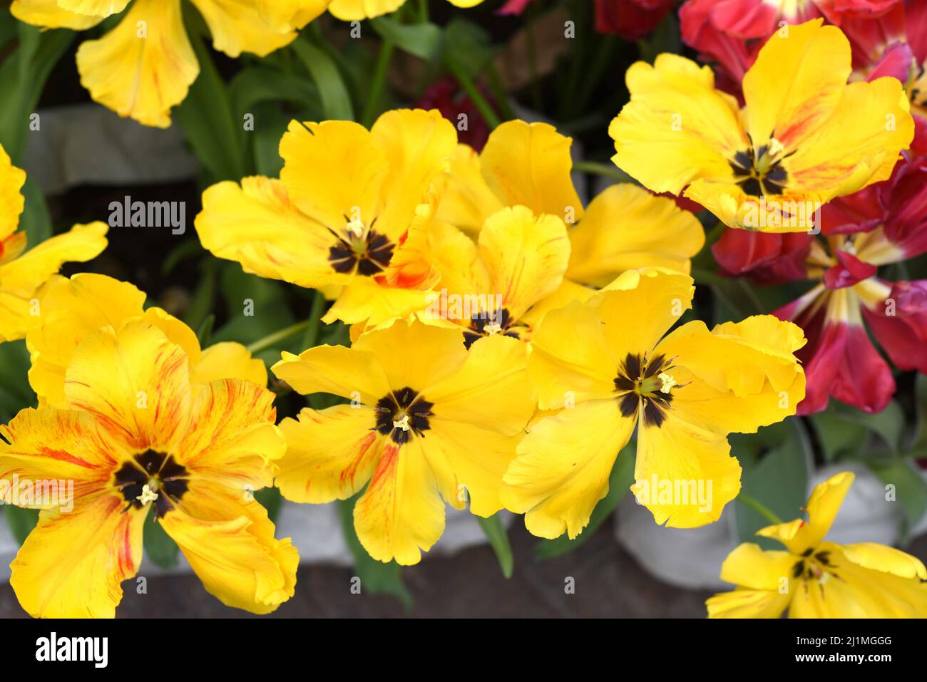 Many bright yellow tulips in flower shop Stock Photo - Alamy