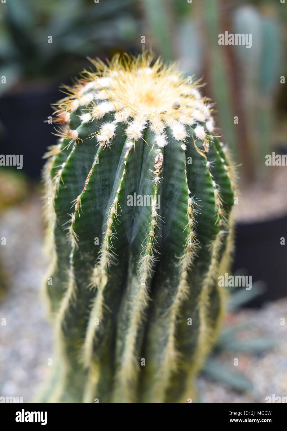Parodia magnifica or Eriocactus magnificus cactuses without flowers Stock Photo