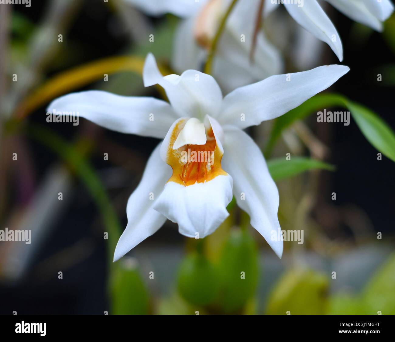 Coelogyne Mooreana flower, vietnamese plant Stock Photo