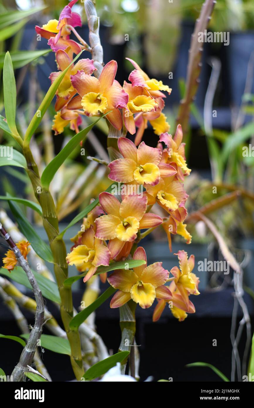 Dendrobium nobile commonly known as the noble dendrobium Orchid flower Stock Photo