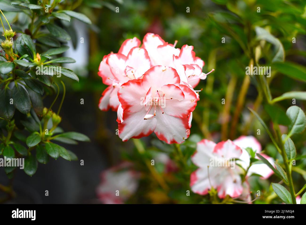 Azalea indica Taggi Rhododendron close up Stock Photo