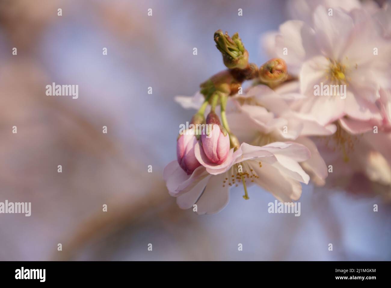 Japanese cherry blossoms in spring Stock Photo - Alamy