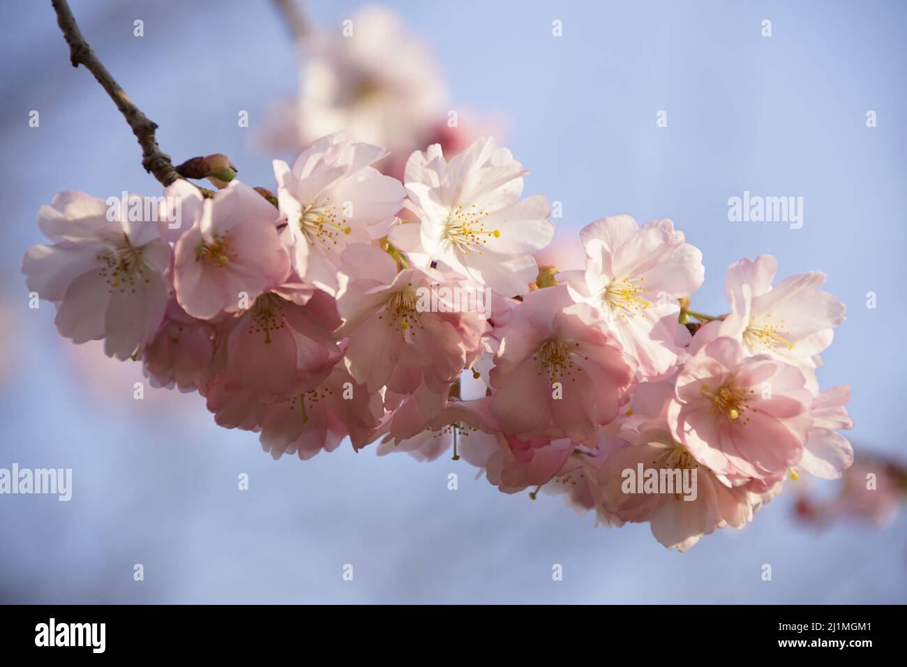Cherry blossoms sunlight hi-res stock photography and images - Alamy