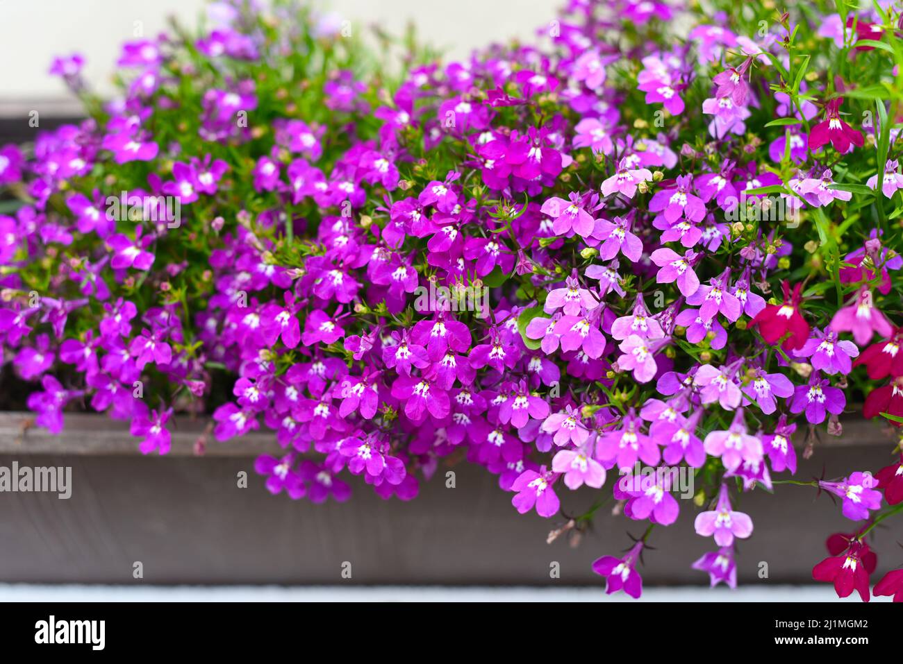 Garden Lobelia, Lobelia erinus flowers background Stock Photo