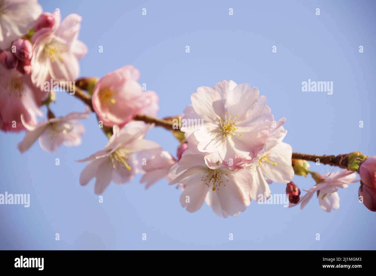 Japanese cherry blossoms in spring Stock Photo - Alamy
