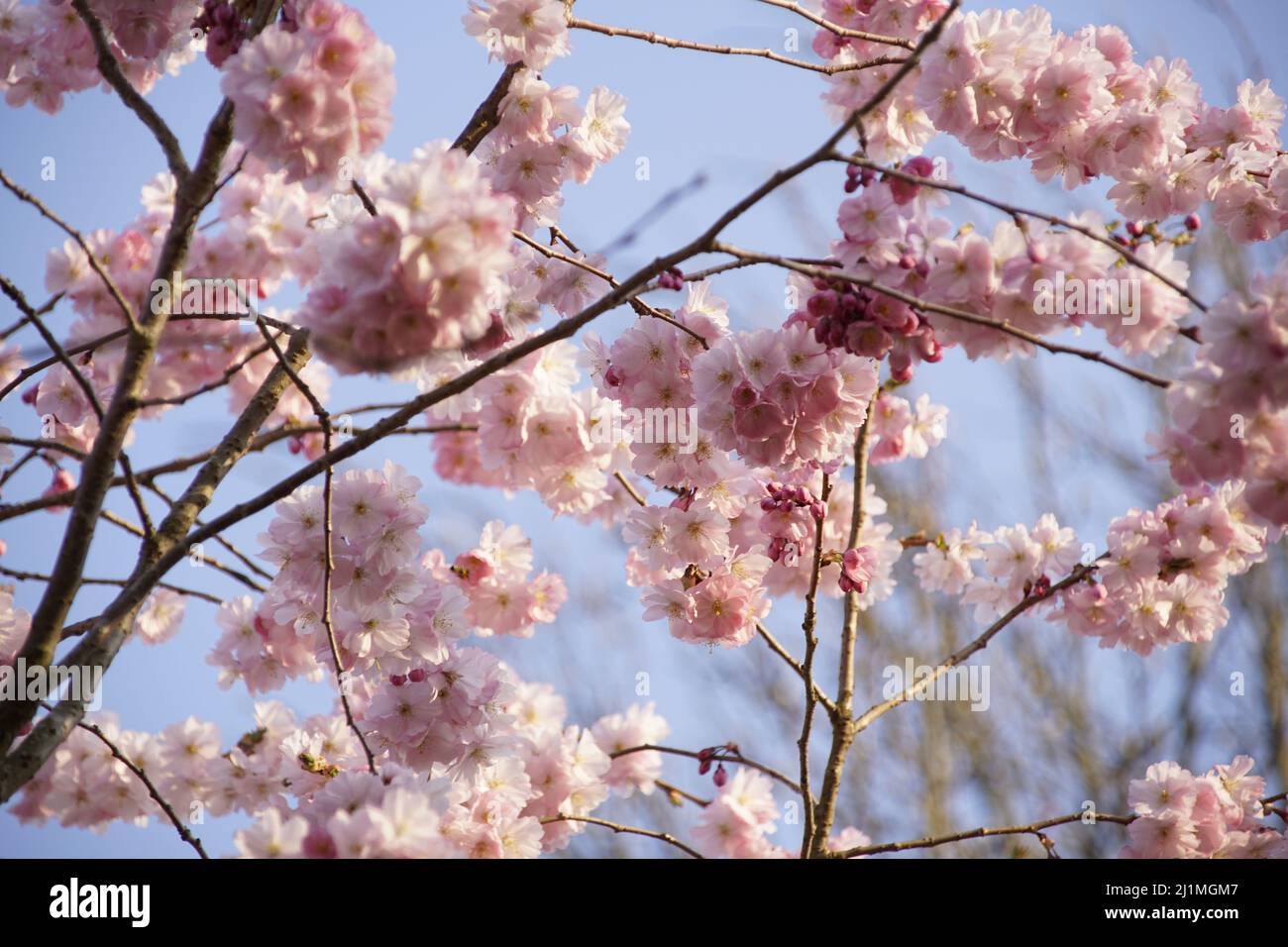 Japanese cherry blossoms in spring Stock Photo - Alamy