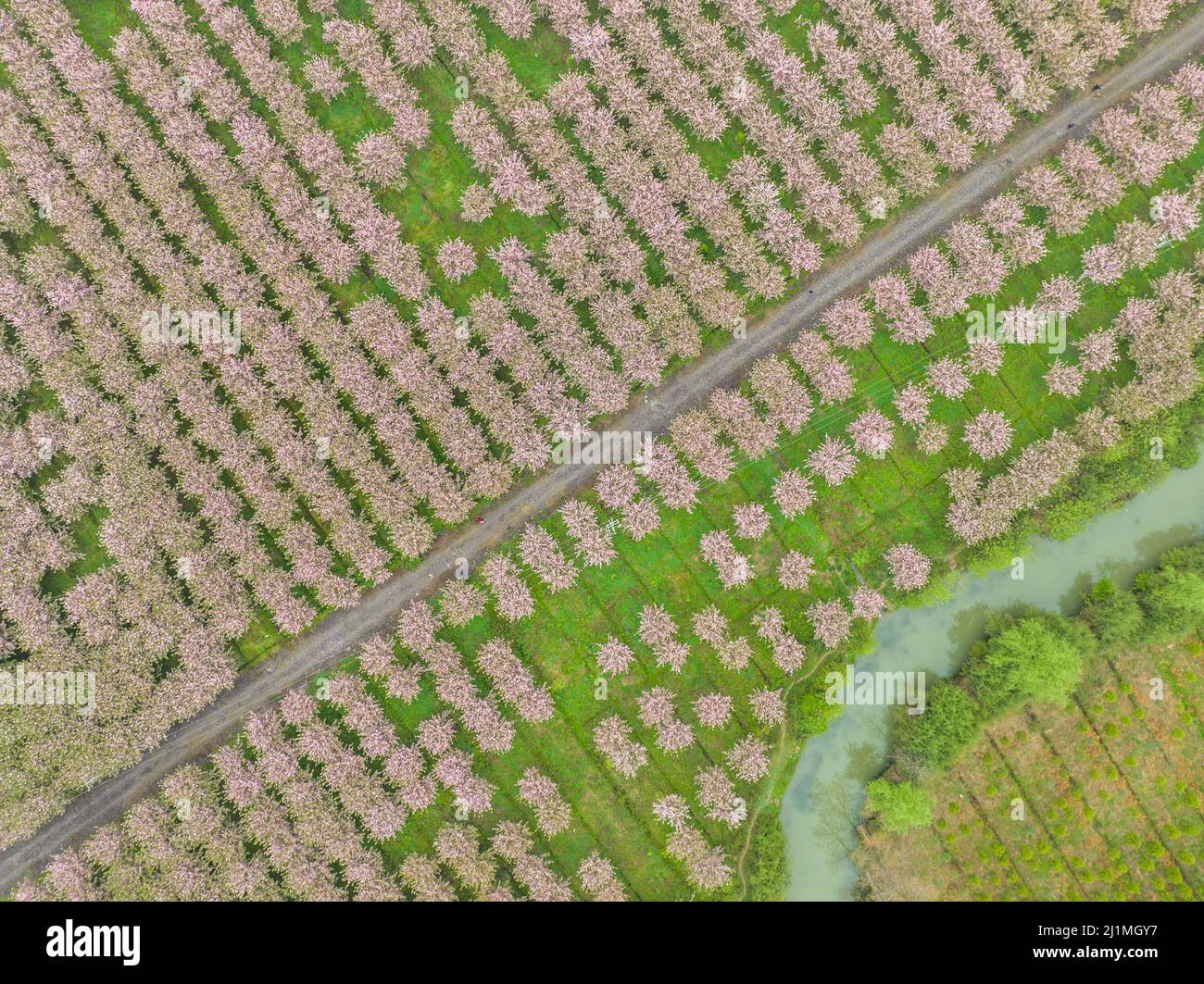 BIJIE, CHINA - MARCH 26, 2022 - Aerial photo taken on March 26, 2022 shows cherry blossom forests in Dazhai Village, Chahe Town, High-tech Zone in Bij Stock Photo