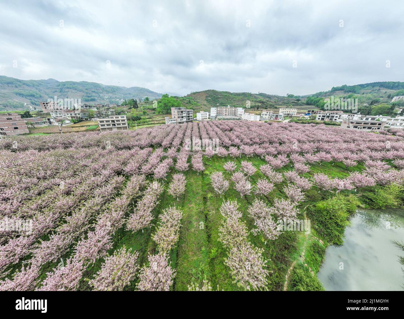BIJIE, CHINA - MARCH 26, 2022 - Aerial photo taken on March 26, 2022 shows cherry blossom forests in Dazhai Village, Chahe Town, High-tech Zone in Bij Stock Photo