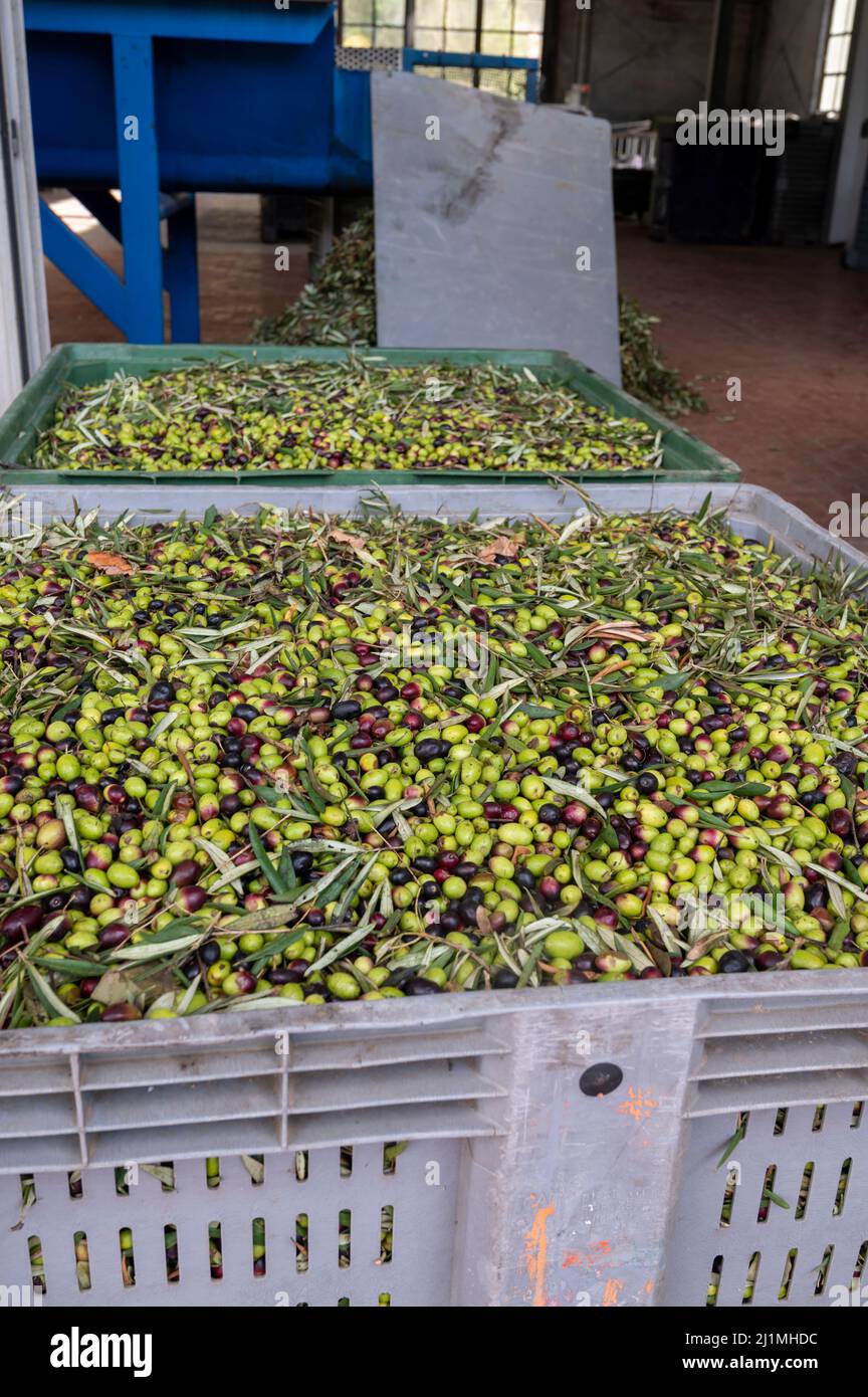 Fresh ripe black and green olives in boxes ready for extraction and cold pressing on organic olive oil farm in small mountain village Lenola, Lazio, I Stock Photo