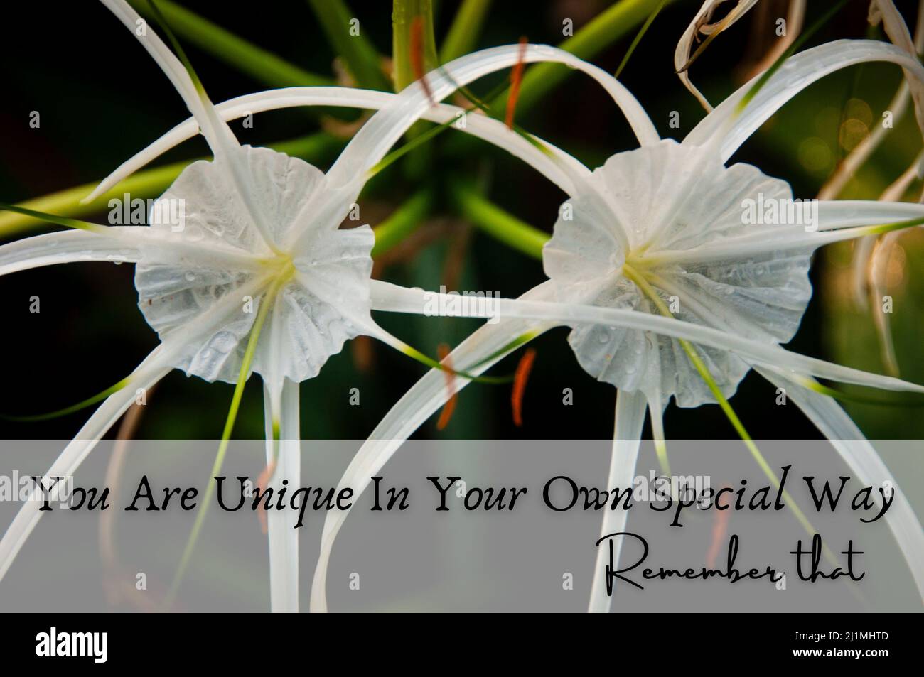 Motivational and inpirational quote - You are unique in your own special way. With white flowers and blurred nature background. Motivational concept Stock Photo