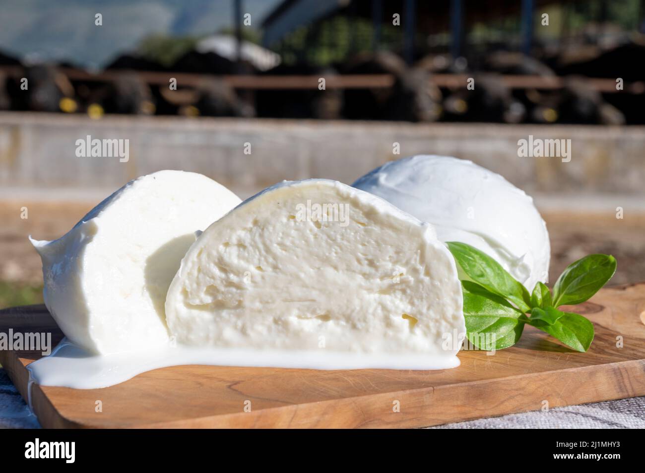 White Balls Of Italian Soft Cheese Mozzarella Di Bufala Campana And White Balls Of Italian Soft Cheese Mozzarella Di Bufala Campana And