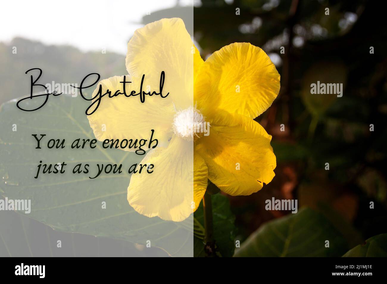 Motivational and inpirational quote - You are enough just as you are. With yellow flower and blurred nature background. Motivational concept Stock Photo
