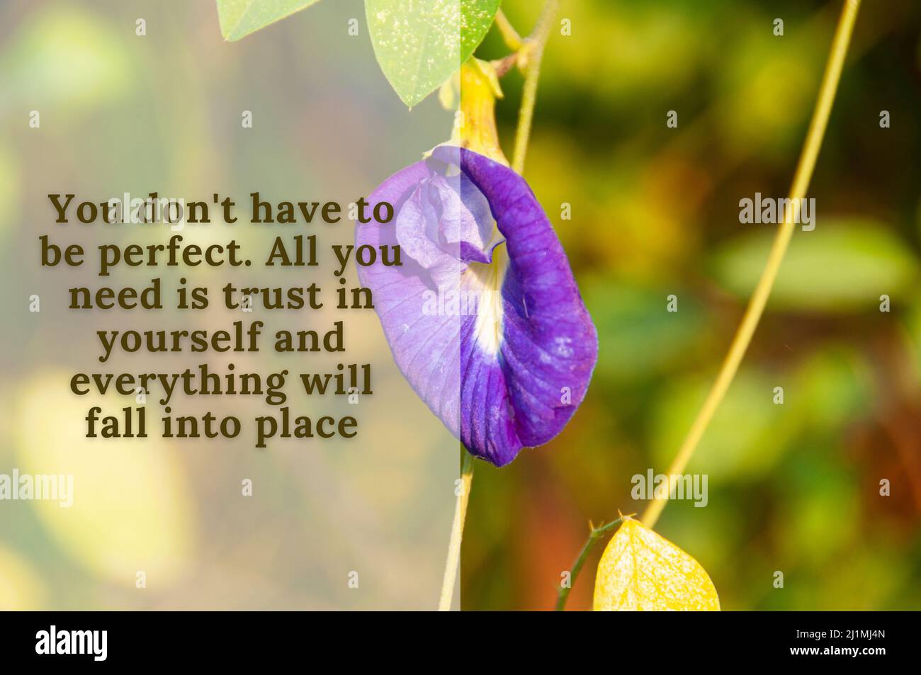 Motivational and inpirational quote about perfection with blurred purple flower and blurred nature background. Motivational concept Stock Photo