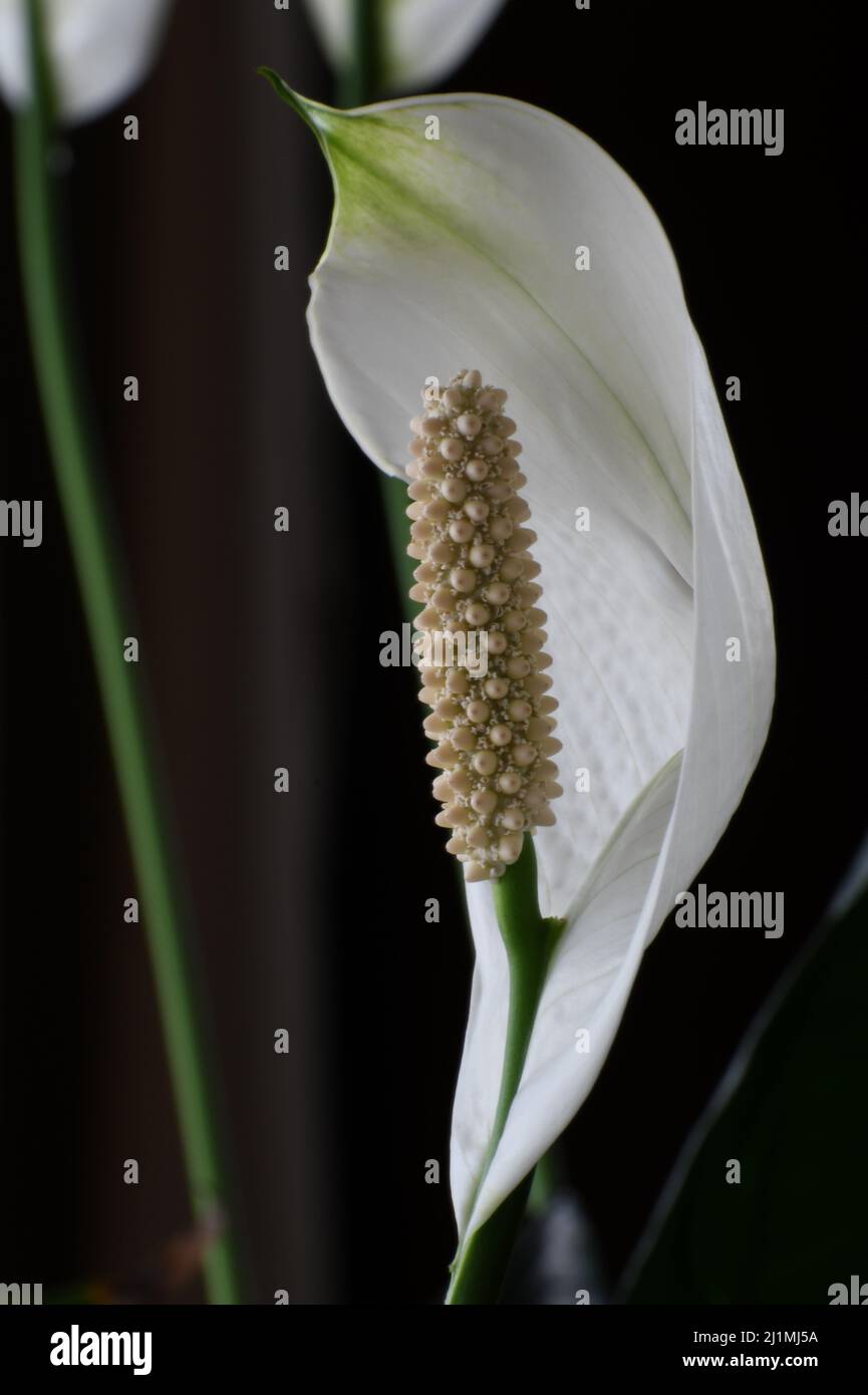 Peace lily flower extremely closeup Stock Photo Alamy