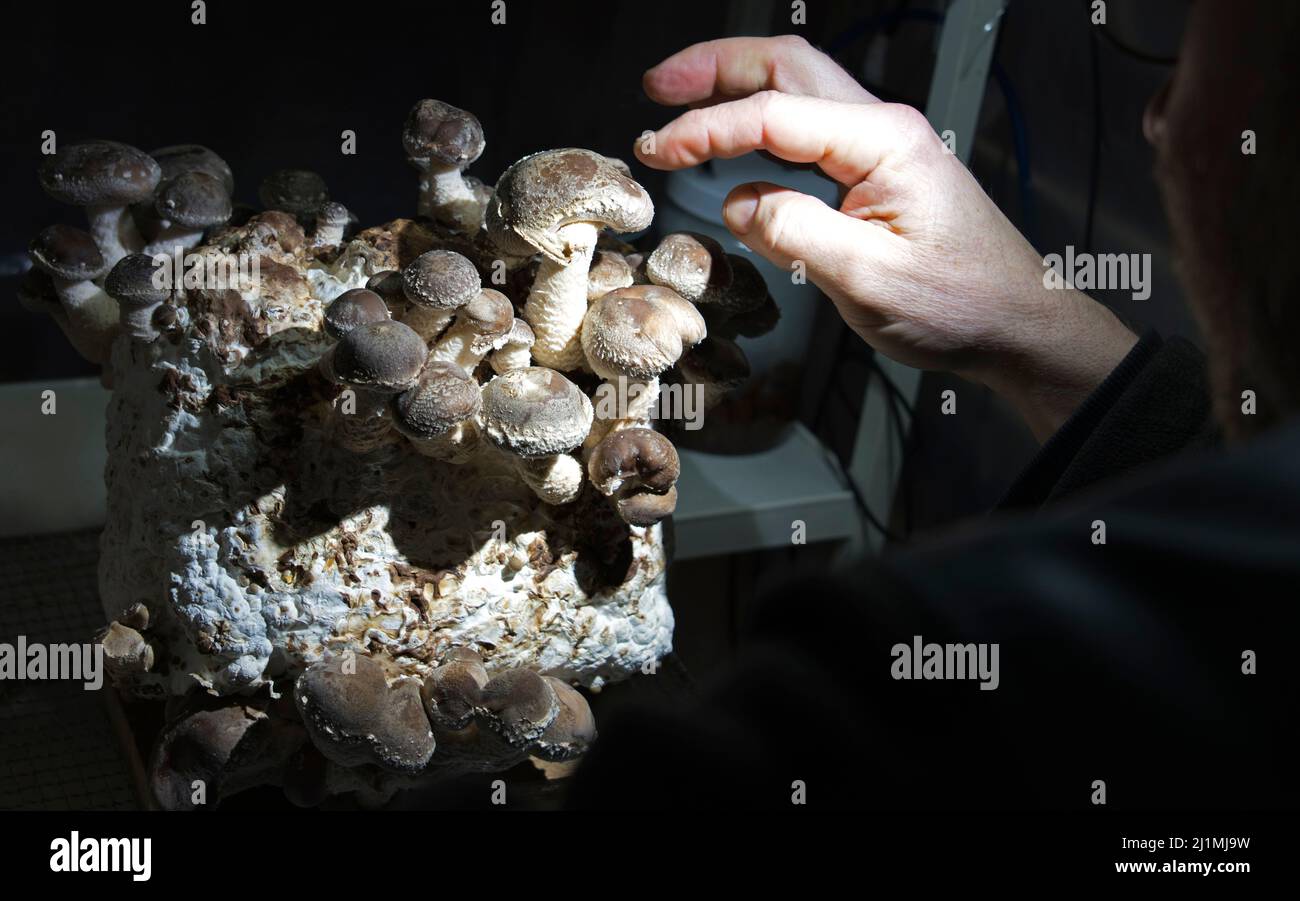 Person touching cap of Shiitake mushroom cluster growing on substrate