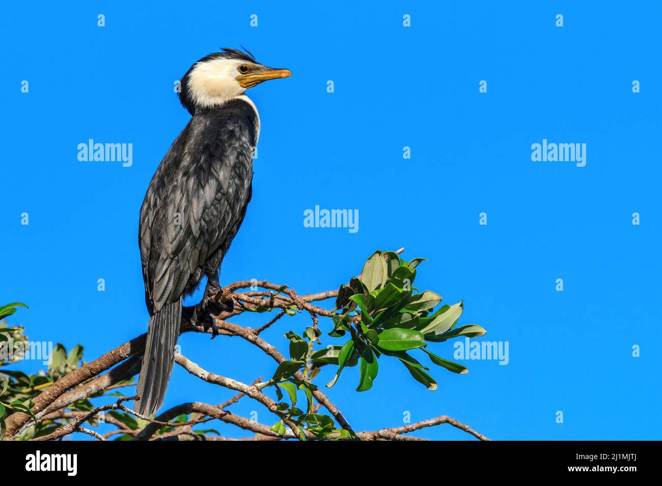 A little pied cormorant or little shag (Microcarbo melanoleucos). The little crest on the head indicates it is breeding season. New Zealand Stock Photo