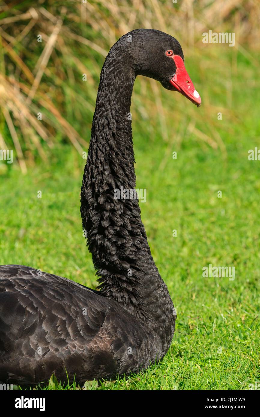 The head and long neck of a black swan (Cygnus atratus), a bird native to Australia Stock Photo