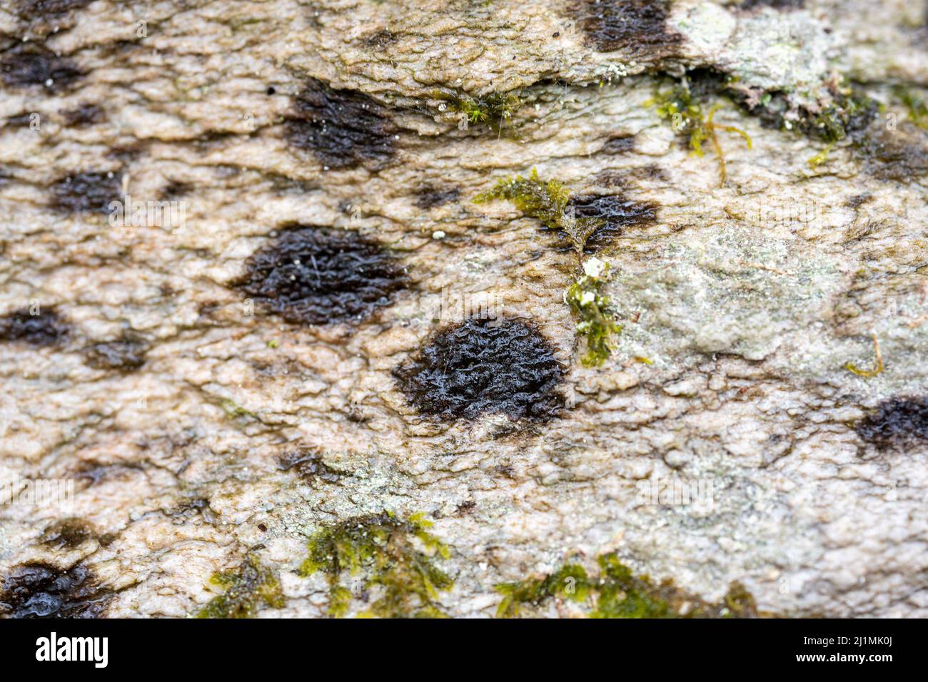 PRODUCTION - 16 March 2022, Rhineland-Palatinate, Börfink: The Hunsrück warty lichen (Verrucaria hunsrueckensis), which was scientifically described as a new lichen species in 2018, grows on a quartzite rock in the Hunsrück-Hochwald National Park. More than 150 different lichen species were counted in the national park, some of which are considered indicators of particularly high air quality. (to dpa: 'Lichens in Hunsrück show where the air is still clean') Photo: Peter Zschunke/dpa-Zentralbild/dpa Stock Photo