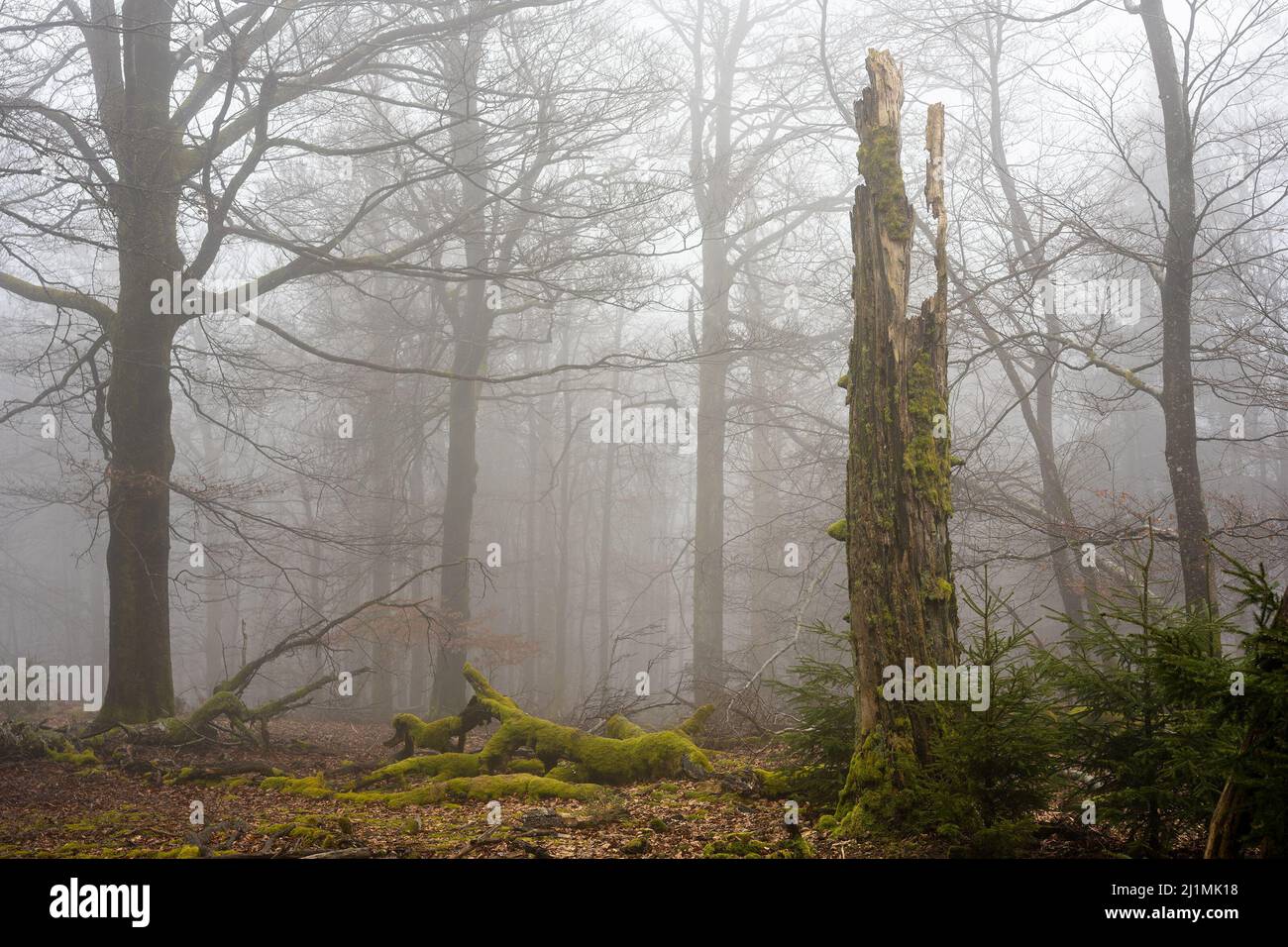 PRODUCTION - 16 March 2022, Rhineland-Palatinate, Börfink: A dead beech stands in the Springenkopf natural forest reserve in the Hunsrück-Hochwald National Park. Rare pinhead lichens grow on the dead wood of the tree. More than 150 different lichen species have been counted in the national park, some of which are considered indicators of particularly high air quality. (to dpa: 'Lichens in Hunsrück show where the air is still clean') Photo: Peter Zschunke/dpa-Zentralbild/dpa Stock Photo