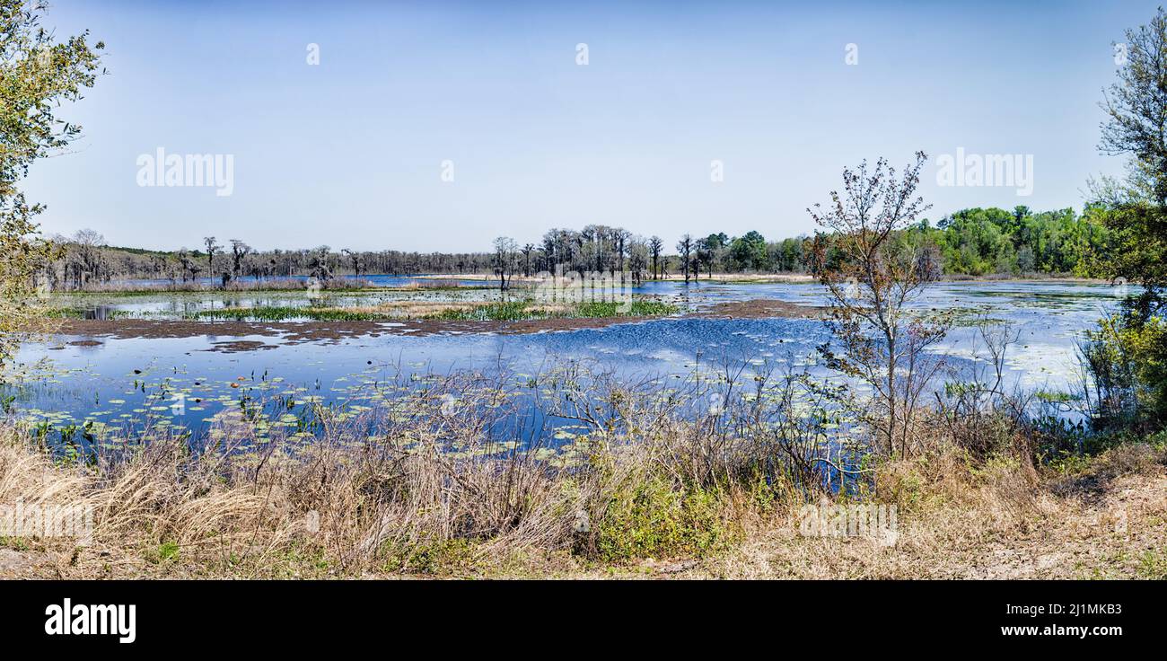 Lafayette Heritage Trail Park Swamp Panorama Tallahassee, Florida, USA Stock Photo