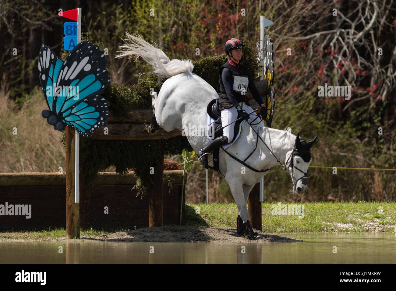 Raeford, North Carolina, USA. 26th Mar, 2022. CAROLINE MARTIN of the United States riding Islandwood Captain Jack competes in CCI4* cross country at the Carolina International CCI and Horse Trial, March 26, 2022 at Carolina Horse Park in Raeford, North Carolina. The Carolina International CCI and Horse Trial is one of North America's premier eventing competitions for national and international eventing combinations, hosting CCI1*-S through CCI4*-S levels and National levels of Training through Advanced. (Credit Image: © Timothy L. Hale/ZUMA Press Wire) Stock Photo