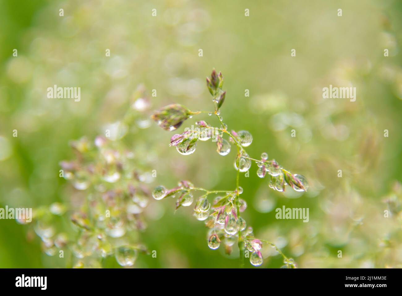 after the rain, large drops hang on the seed brushes of meadow or lawn grass, selective focus Stock Photo