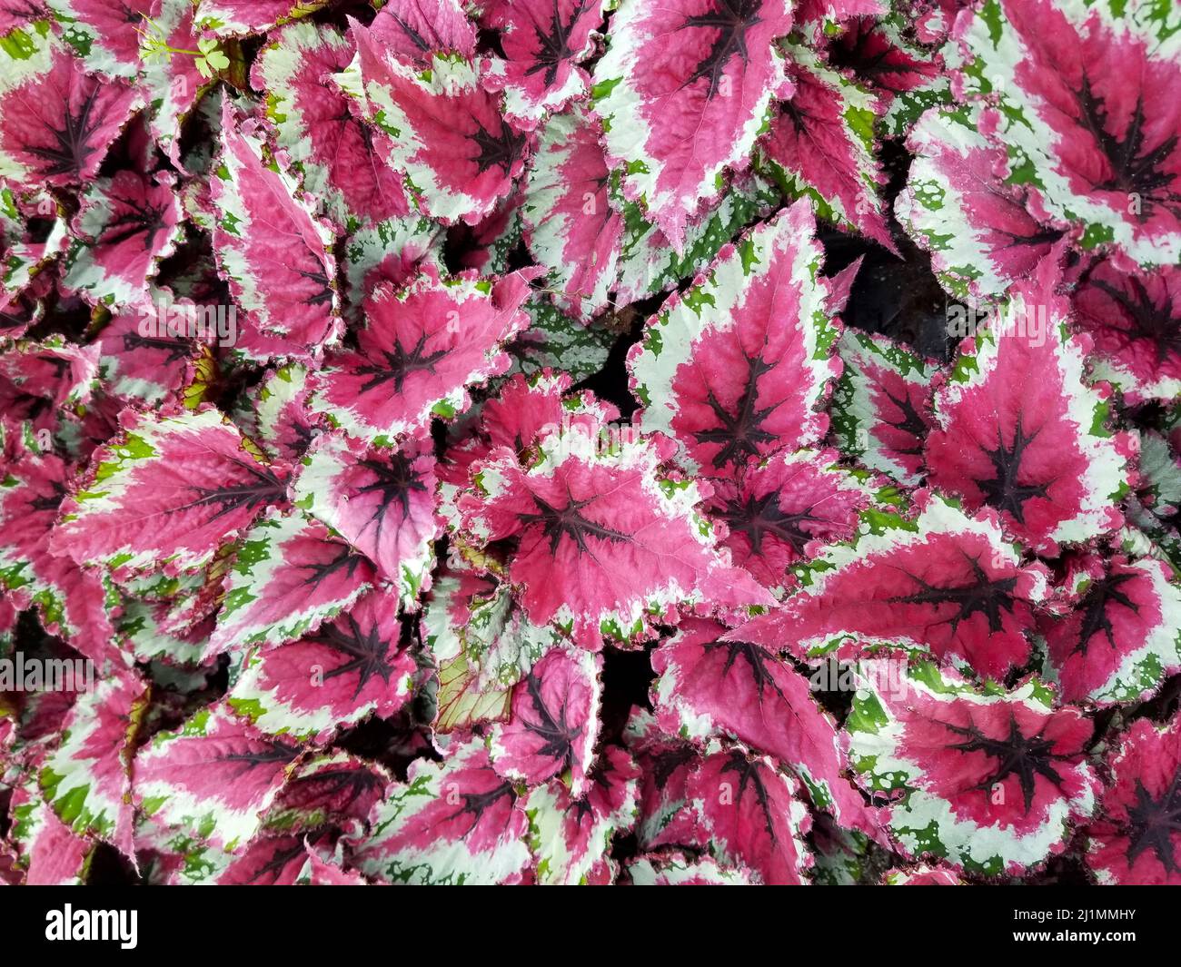 Beautiful colorful leaves of Rex Begonia Shadow King Cherry Mint Stock Photo