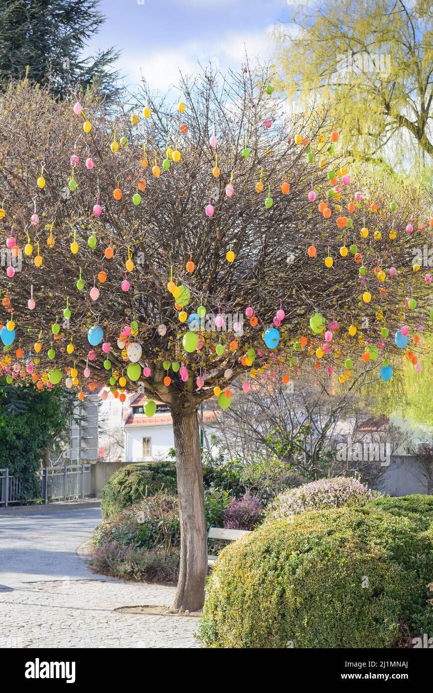 View of a tree with easter eggs on branches without leaves Stock Photo