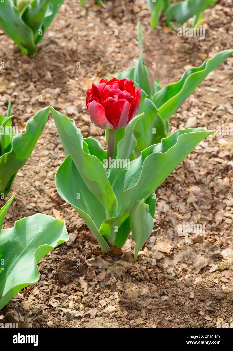 View of a flower of a growing red tulip with leaves Stock Photo Alamy