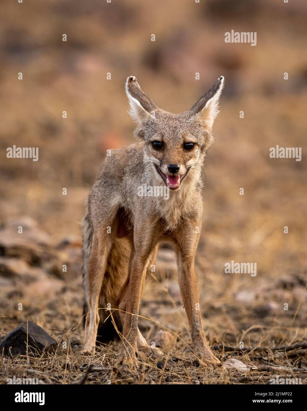 Bengal fox or Indian fox or Vulpes bengalensis head on portrait in