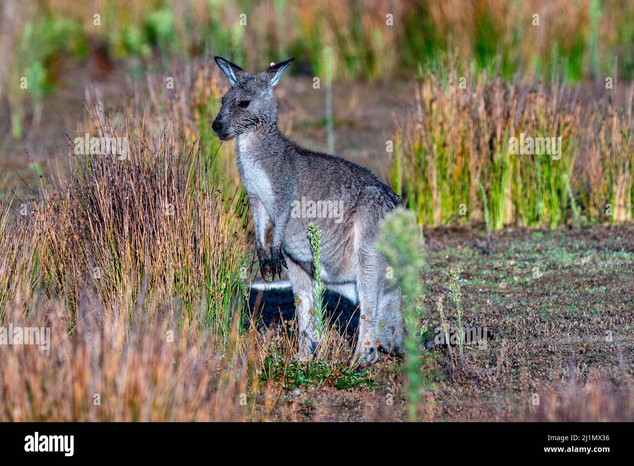 Eastern Grey Kangaroo Macropus giganteus Stock Photo Alamy