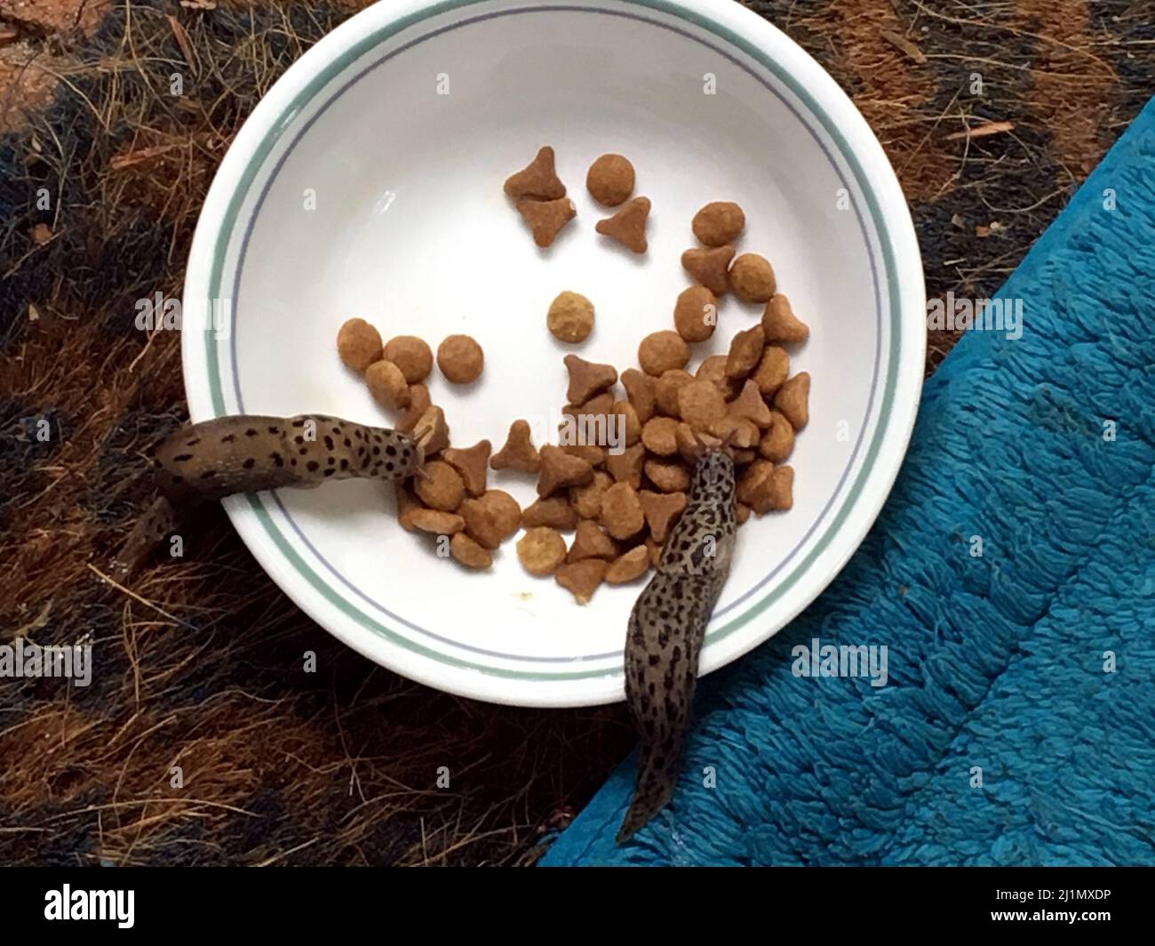 Leopard slugs (Limax maximus) eating cat biscuits Blue Mountains NSW Stock Photo