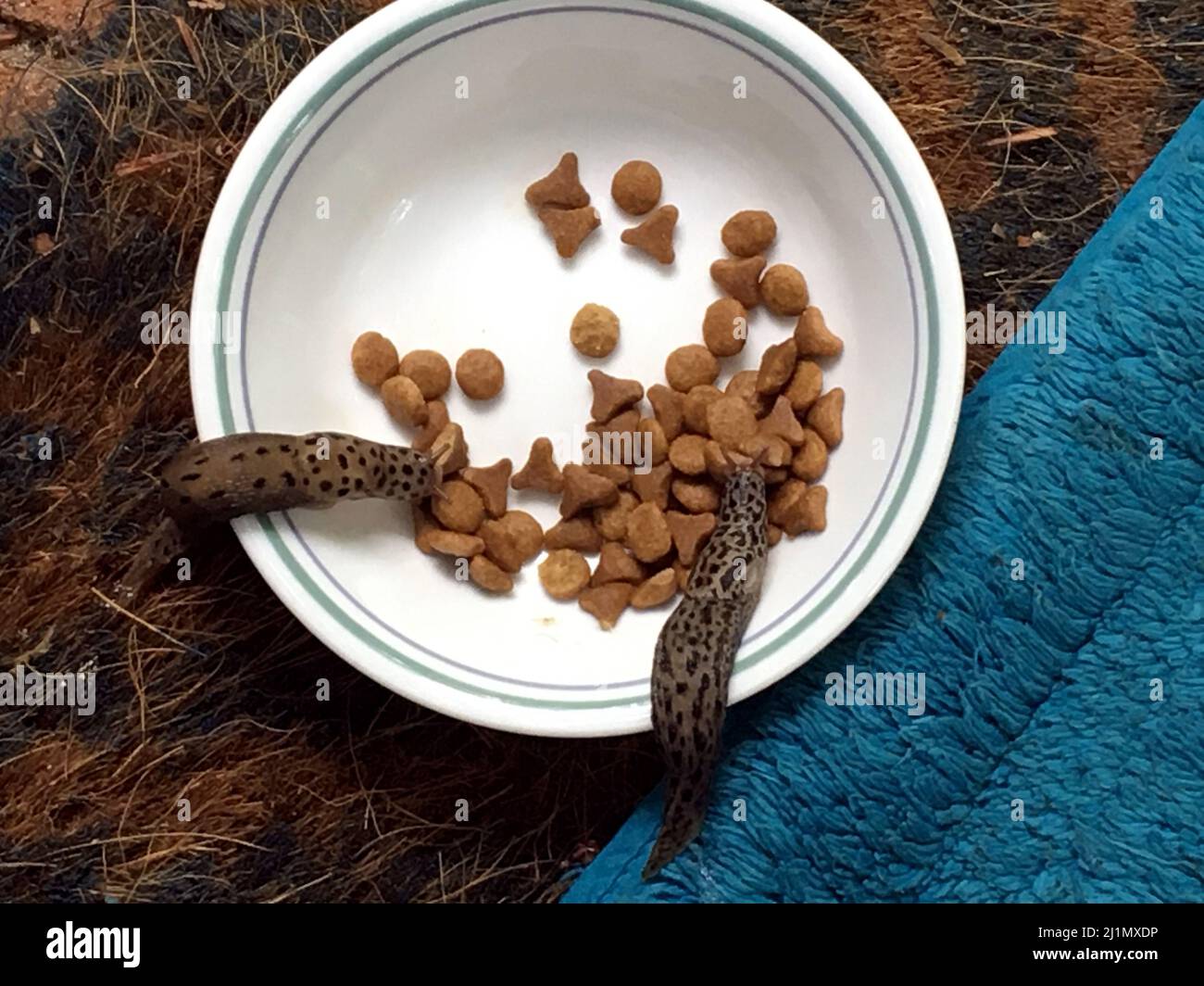 Leopard Slugs Limax Maximus Eating Cat Biscuits Blue Mountains NSW Leopard Slugs Limax Maximus Eating Cat Biscuits Blue Mountains NSW