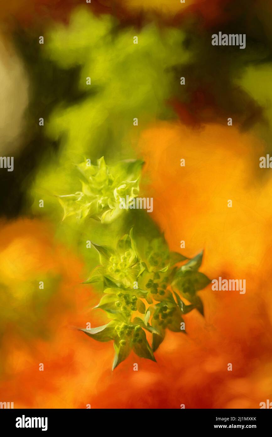 Digital painting of a sprig of spurge in a natural garden setting with shallow depth of field. Stock Photo