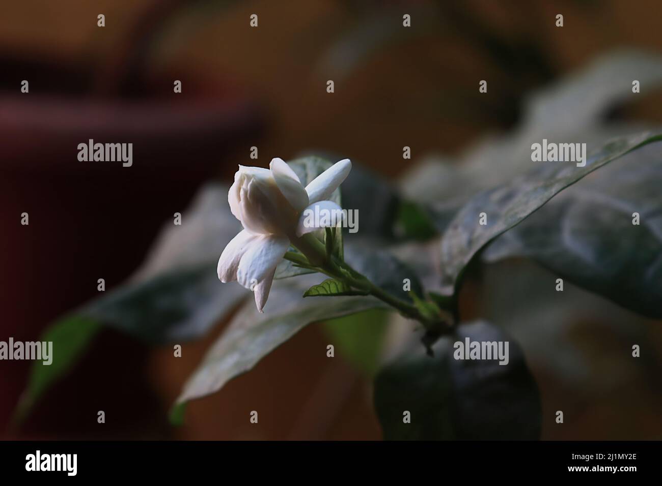 jasmine plant/flower bloom/balcony garden Stock Photo Alamy