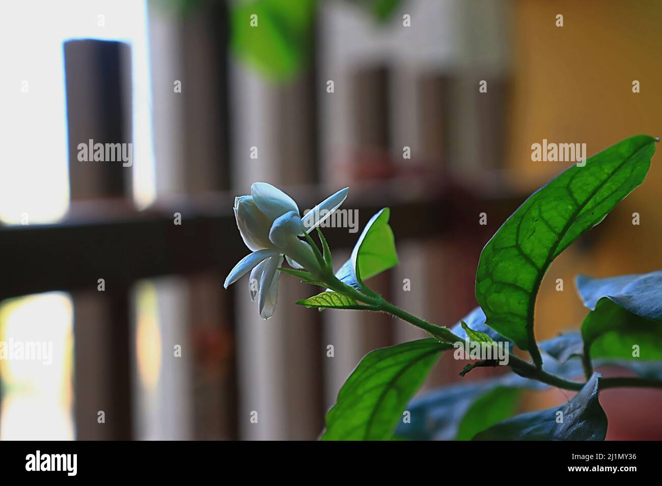 Jasmine plant flower bloom balcony garden hires stock photography and