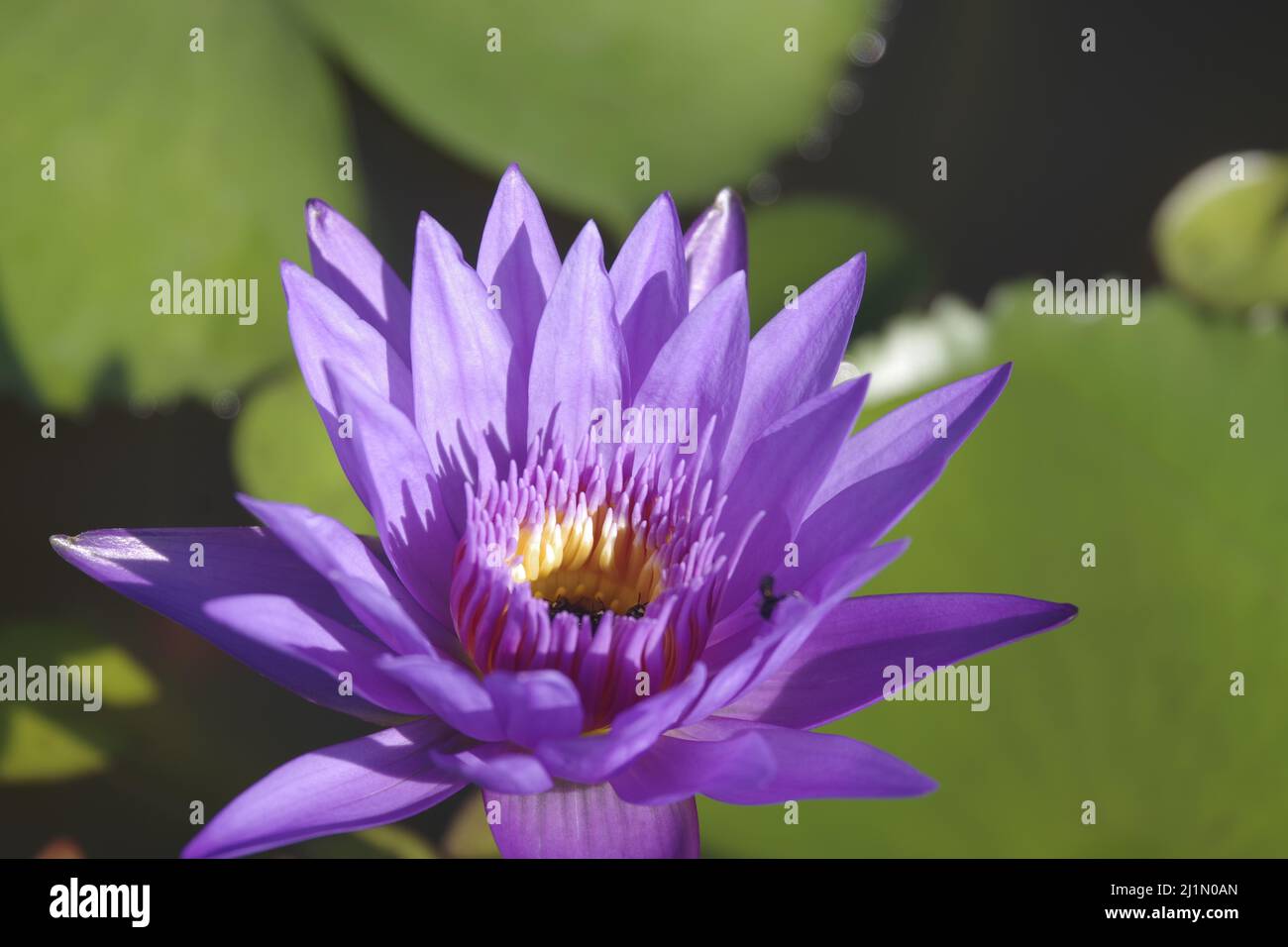 Egyptian Lotus Flower. This species of water lily has lily pads. It