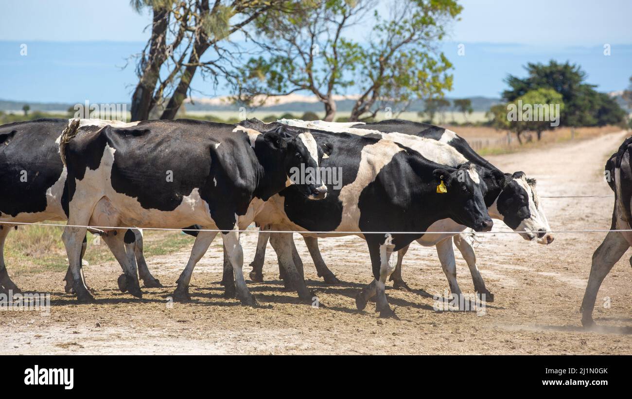 Holstein dairy cows being herded on a farm in the south east South Australia on February 19th 2022 Stock Photo