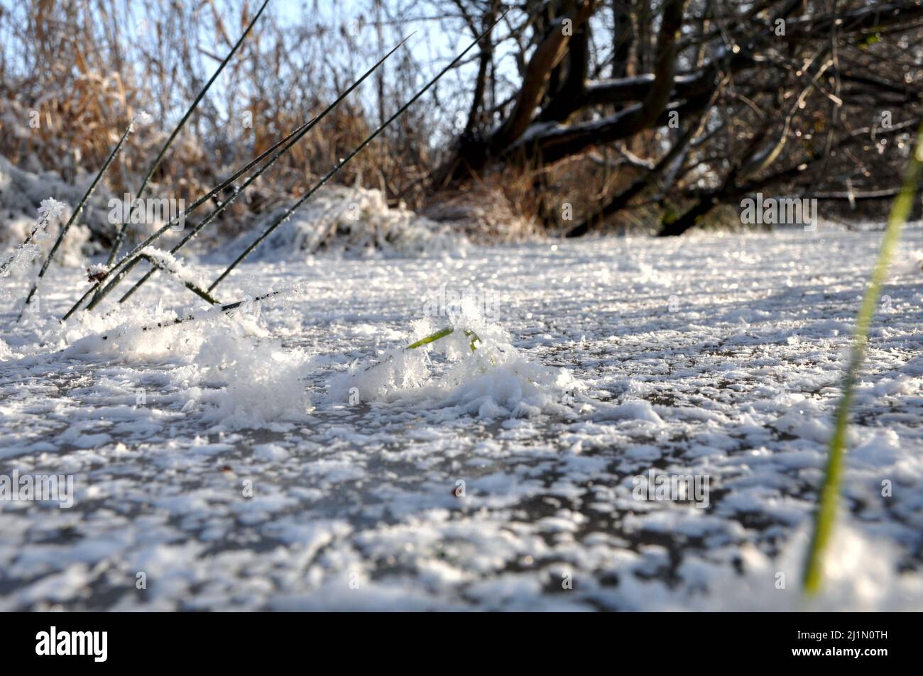 river grass, snowflakes on the frozen surface of a water stream during a white winter in the morning, Poland Stock Photo