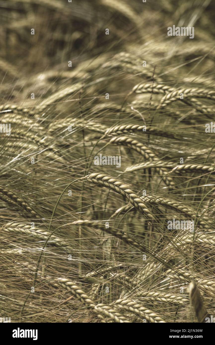 Sepia tinted heads of green barley / Hordeum vulgare growing. Focus on head just below image centre. For concept of famine, & food security Stock Photo