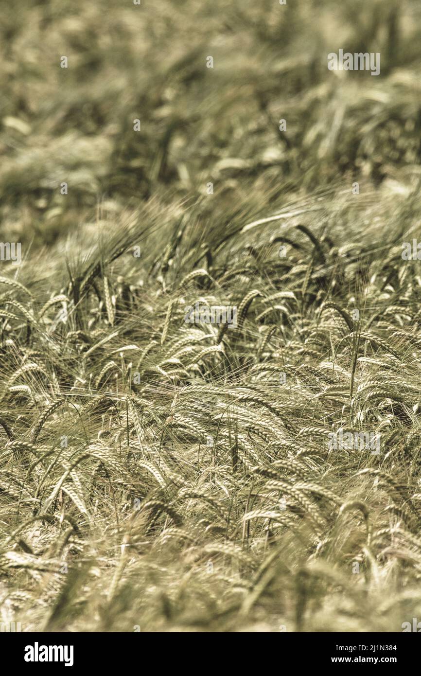 Green fields of England concept. Sepia tinted heads of green barley / Hordeum vulgare growing. Focus on heads in image centre. For food security. Stock Photo