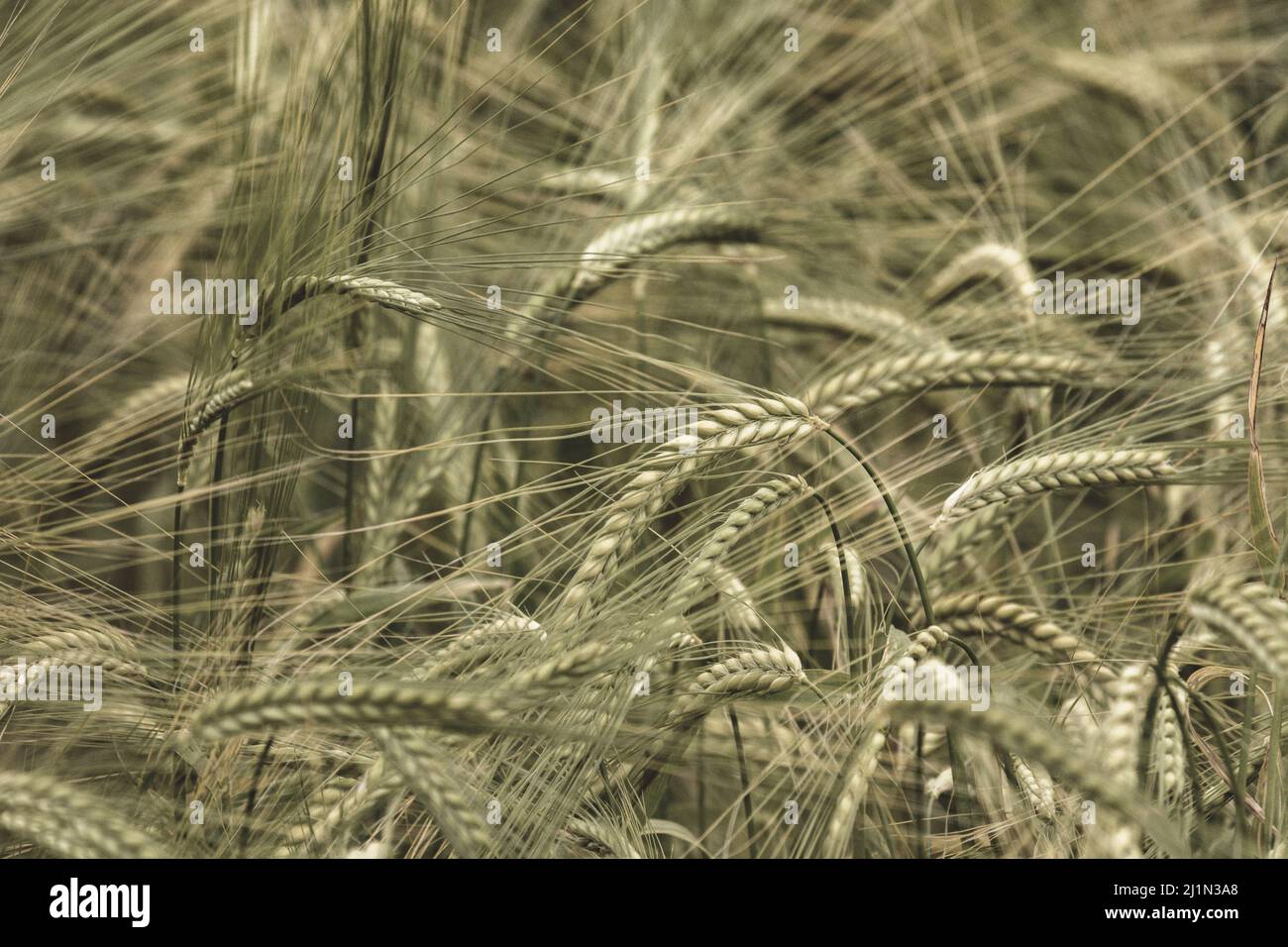 Sepia tinted heads of green barley / Hordeum vulgare growing. Focus on the head just right of picture centre. For concept of food security. Stock Photo