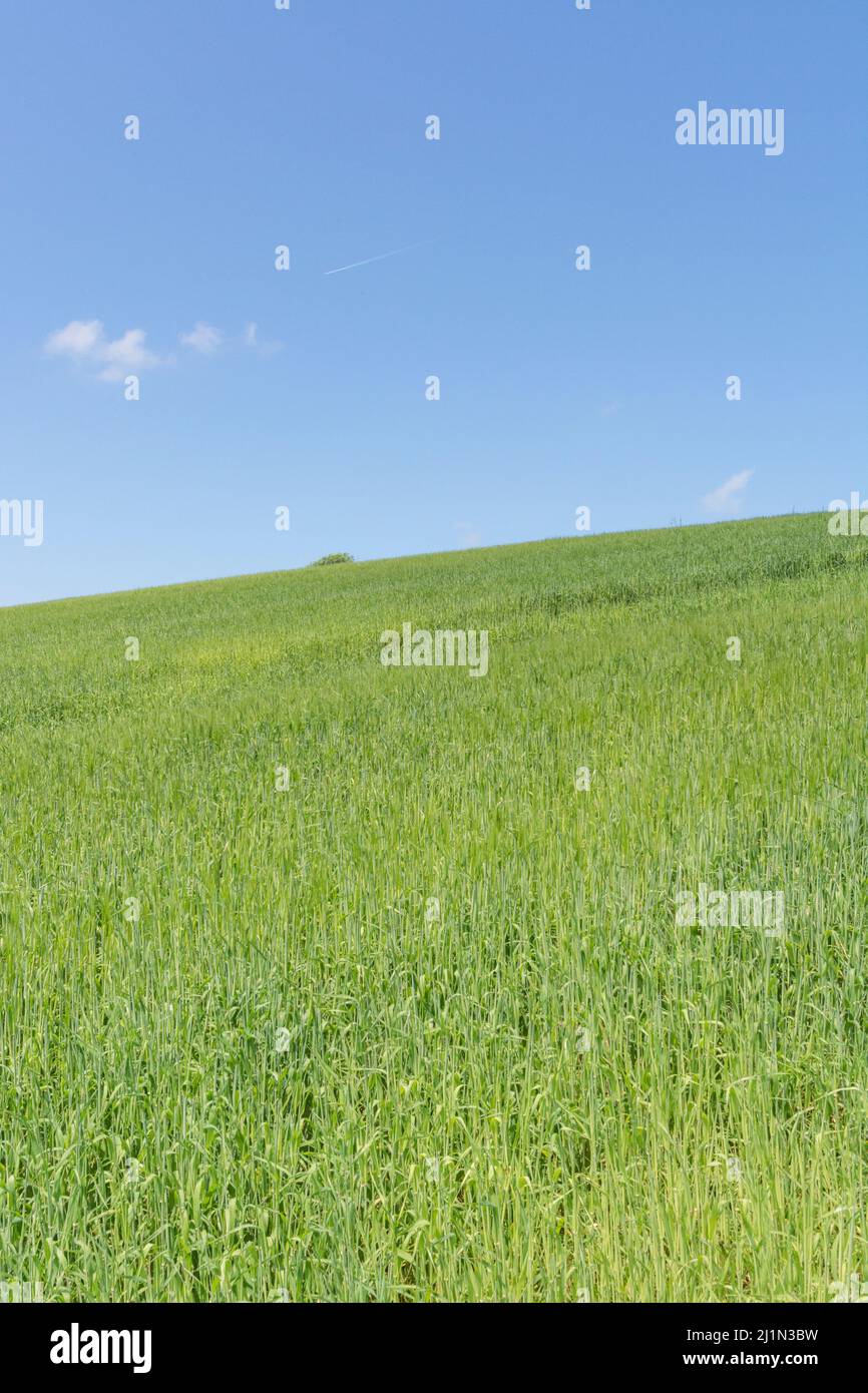Green fields of England concept. Blue skies over field of growing cereal crop - Cornwall, UK. Metaphor for food security / growing food. Stock Photo