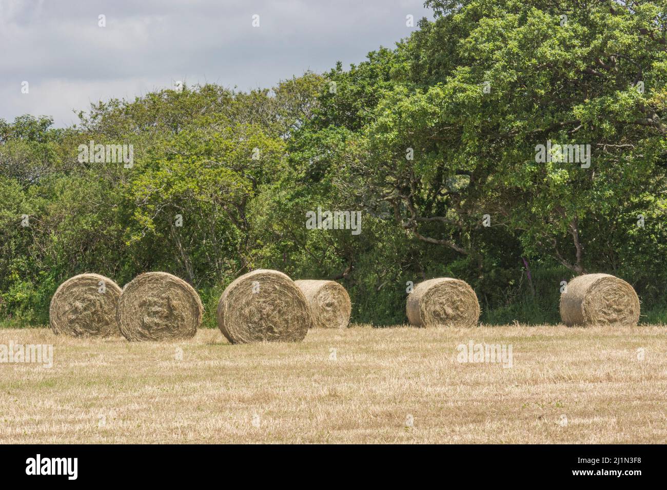 Green fields of England concept. Round bales of hay crop straw (as opposed to that of cereal crop). For UK farming and agriculture. Stock Photo