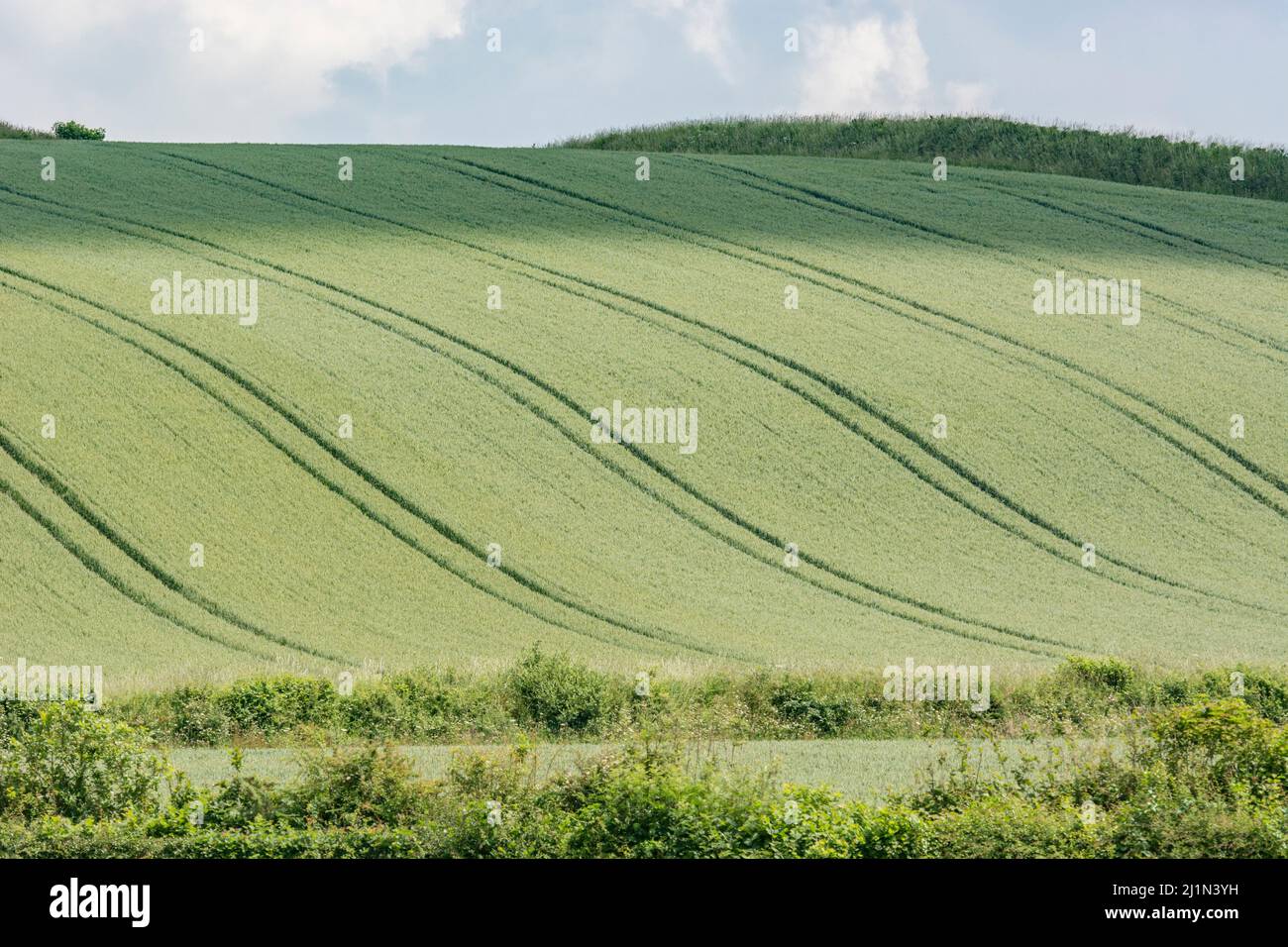 Green fields of England concept. Green field of barley / Hordeum vulgare. For concept of famine, food security, food supply UK. Field crop pattern. Stock Photo