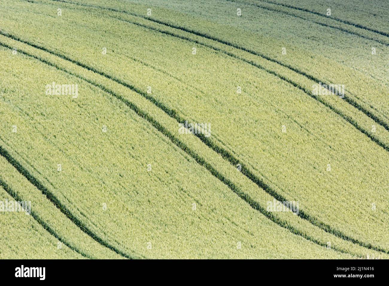 Green fields of England concept. In particular a field of barley / Hordeum vulgare. Metaphor for concept of famine, food security, food supply UK. Stock Photo