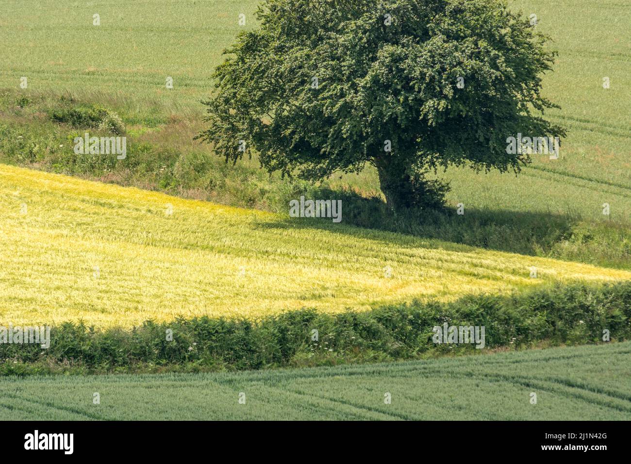 Corner of a recently cut hay field + isolated oak. Focus more on space under & to left of the tree than front of scene. Single tree in countryside. Stock Photo