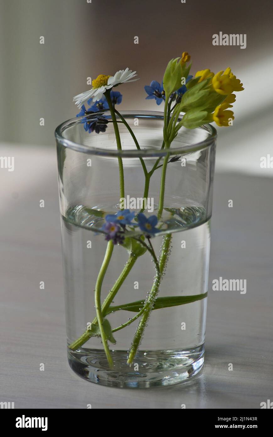Some picked spring flowers put in a drinking glass with water. Stock Photo