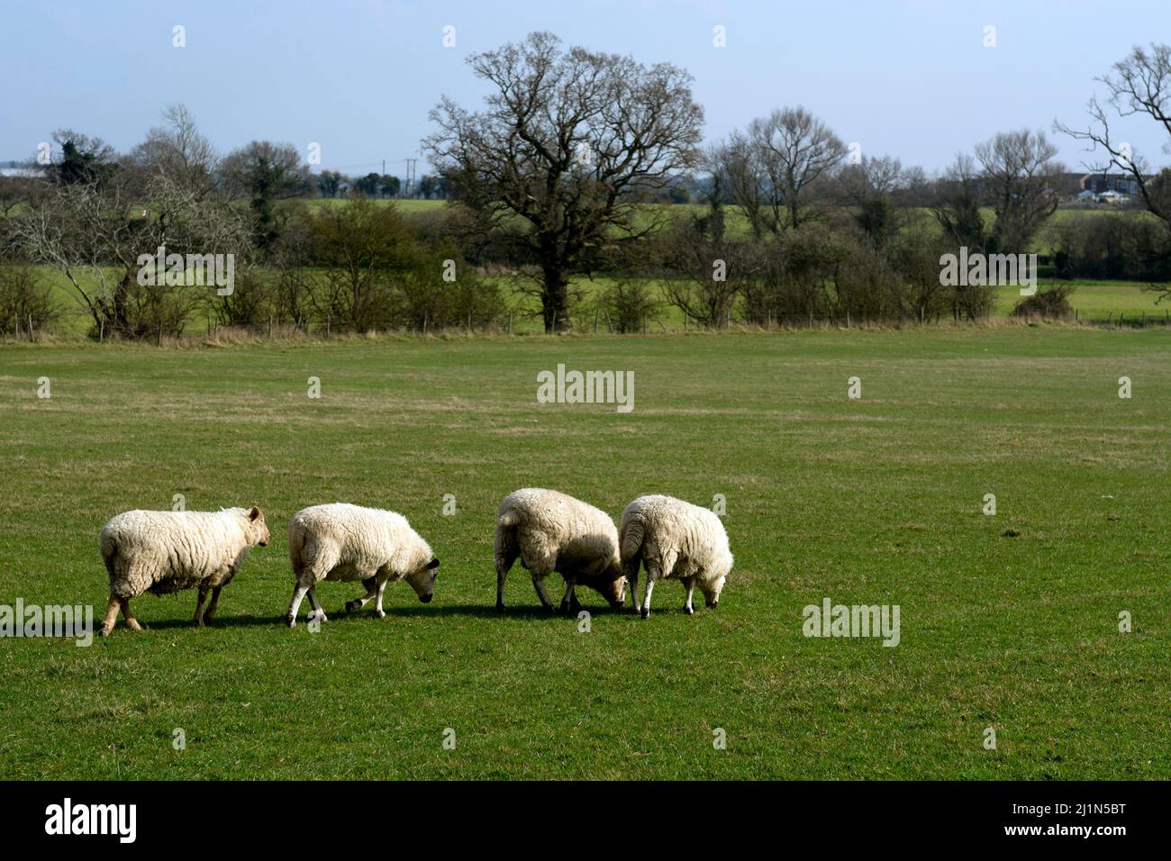 Four sheep in a field, Warwickshire, England, UK Stock Photo